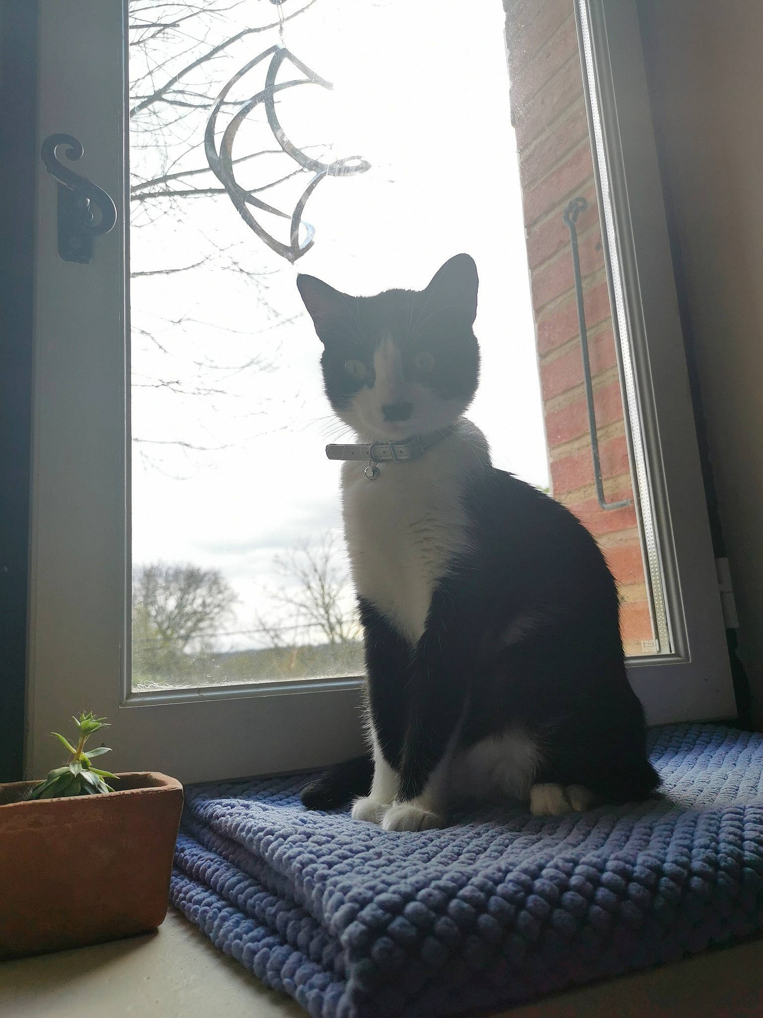 Malicia a rejoint le concours — aidez-le/la à gagner de superbes lots ! black_cat, carnivore, cat, comfort, domestic_short_haired_cat, felidae, flowerpot, fur, grey, houseplant, plant, small_to_medium_sized_cats, snout, stairs, tail, tints_and_shades, whiskers, window, window_covering, wood