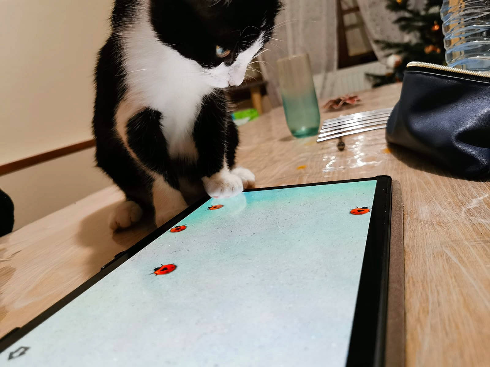 Malicia a rejoint le concours — aidez-le/la à gagner de superbes lots ! carnivore, cat, domestic_short_haired_cat, felidae, flooring, fun, fur, hardwood, indoor_games_and_sports, leisure, luggage_and_bags, play, recreation, recreation_room, room, small_to_medium_sized_cats, table, tail, whiskers, wood