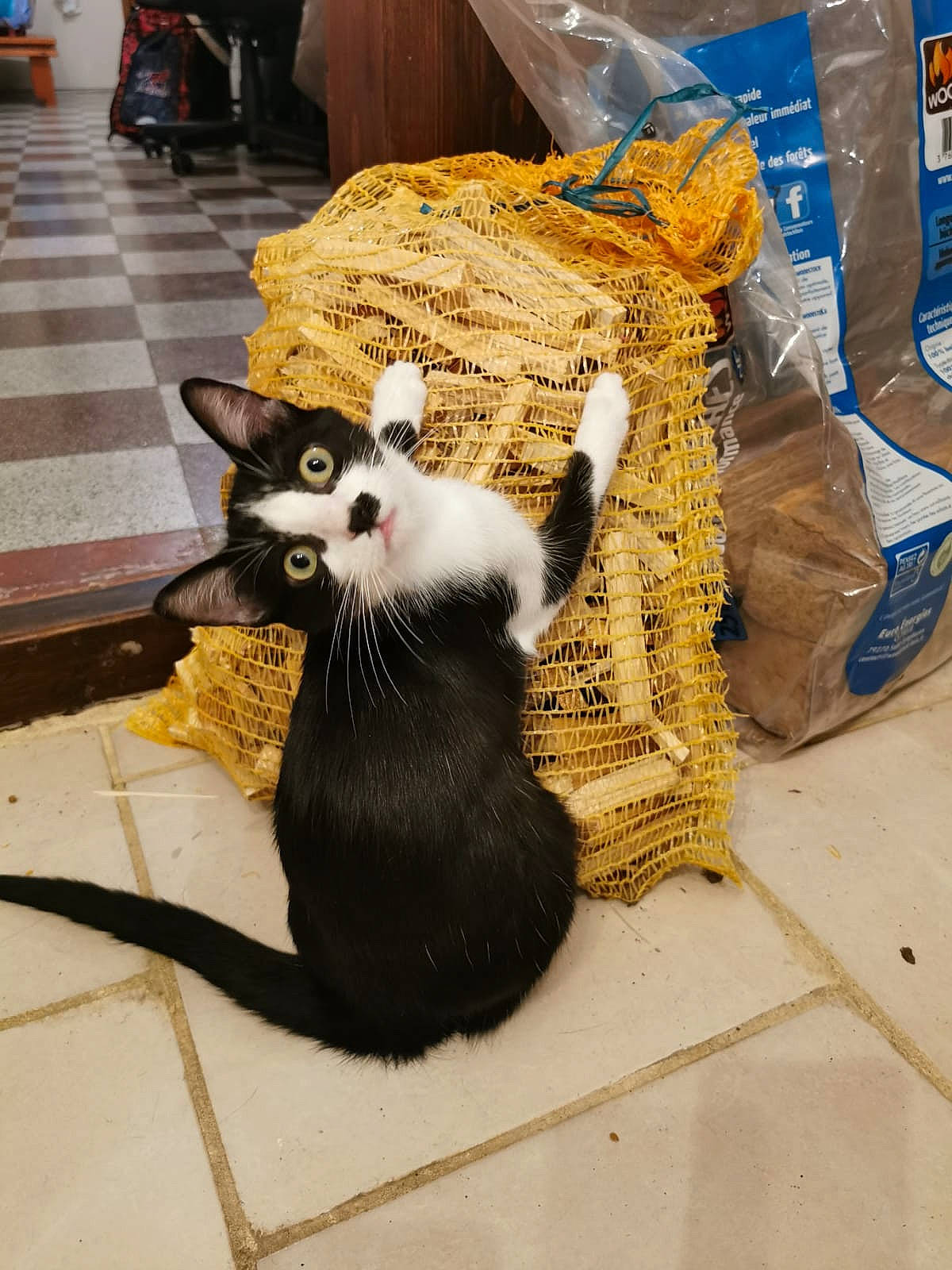 Malicia a rejoint le concours — aidez-le/la à gagner de superbes lots ! art, canidae, carnivore, cat, claw, companion_dog, domestic_short_haired_cat, fawn, felidae, flooring, fur, paw, plant, small_to_medium_sized_cats, snout, tail, terrestrial_animal, toy, whiskers, wood