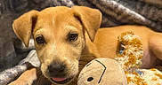 Bentley James is registered to the contest to win money with this photo: animal, blanket, comfort, cozy, cute, dog, fur, giraffe, indoor, pet, playful, plush_toy, puppy, resting, sleepy, snuggling, soft_texture, tongue_out, warm_lighting, young_dog