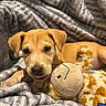 animal, blanket, comfort, cozy, cute, dog, fur, giraffe, indoor, pet, playful, plush_toy, puppy, resting, sleepy, snuggling, soft_texture, tongue_out, warm_lighting, young_dog