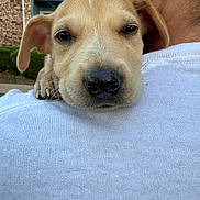 Bentley James is registered to the contest to win money with this photo: animal, brick_wall, close_up, cute, dog, ears, face, fur, greenery, hand, holding, nose, outdoor, person, pet, puppy, shoulder, sleepy, white_shirt, young_dog