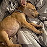 Bentley James is registered to the contest to win money with this photo: animal, bed, blanket, canine, collar, cozy, cute, dog, domestic_animal, ear, fur, indoors, nose, paw, pet, puppy, relaxed, resting, sleeping, striped