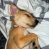 Bentley James joined the competition — help win amazing prizes! animal, bed, blanket, canine, collar, cozy, cute, dog, domestic_animal, ears, fur, indoor, paw, pet, puppy, relaxed, resting, sleeping, snout, striped