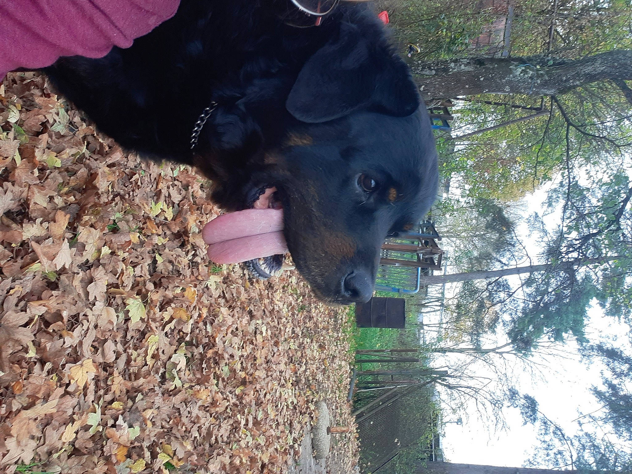 Herkos a rejoint le concours — aidez-le/la à gagner de superbes lots ! beauceron, canidae, carnivore, dog, dog_breed, guard_dog, hunting_dog, patterdale_terrier, sporting_group