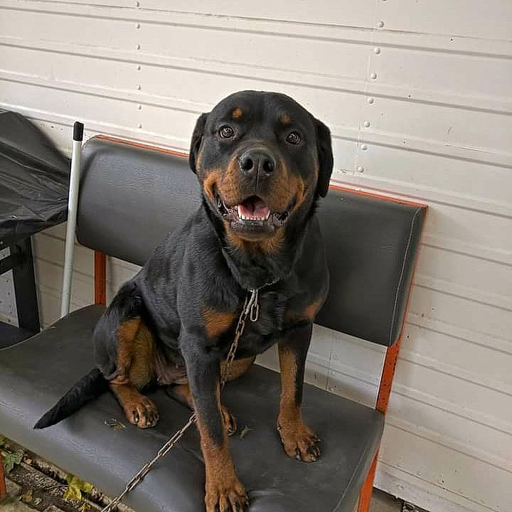 Nina a rejoint le concours — aidez-le/la à gagner de superbes lots ! austrian_black_and_tan_hound, canidae, carnivore, companion_dog, dog, dog_breed, hellenikos_ichnilatis, hound, huntaway, hunting_dog, mammal, molosser, polish_hunting_dog, rare_breed_dog, rottweiler, snout, sporting_group, tyrolean_hound, vertebrate, working_dog