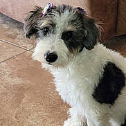 Luna joined the competition — help win amazing prizes! dog, puppy, fluffy, white, black, bow, ears, pet, cute, indoor, floor, tile, animal, companion, sitting, fur, adorable, young, looking, domestic