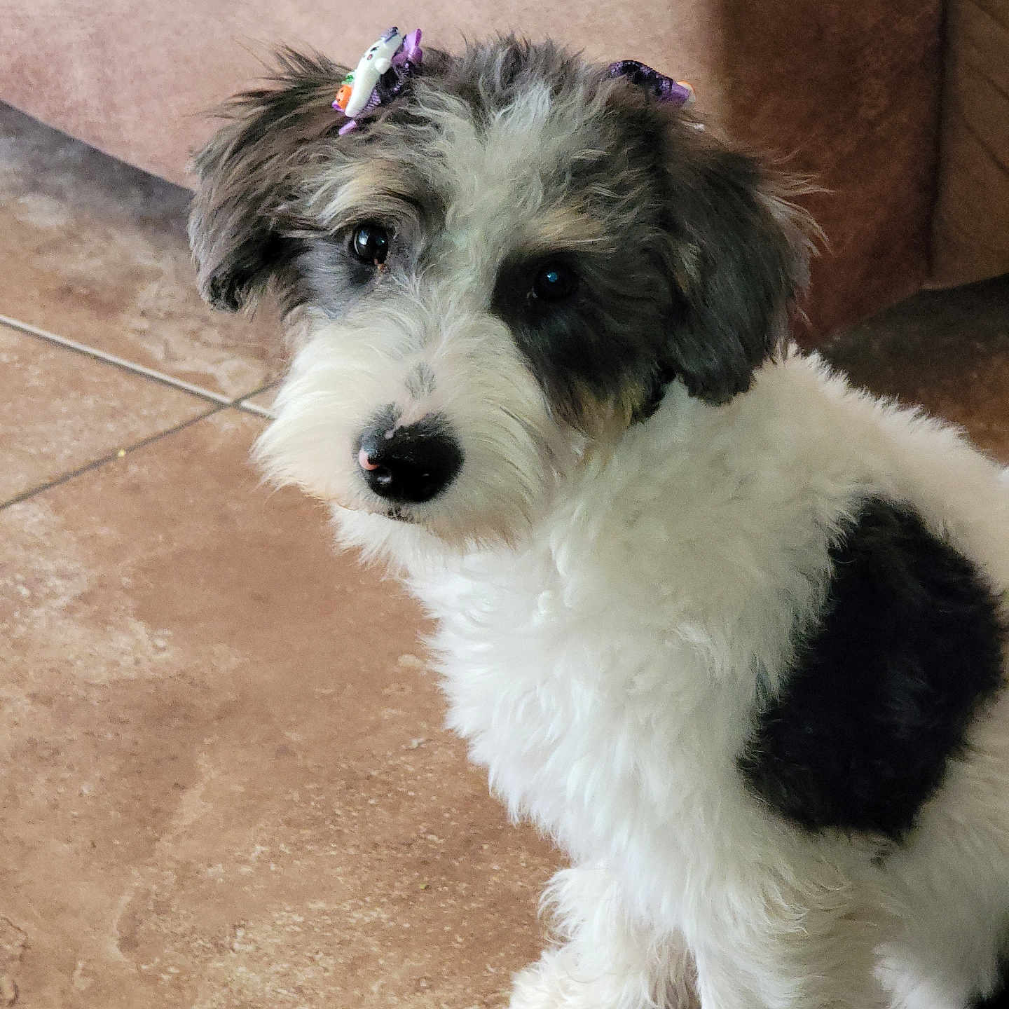 Luna joined the competition — help win amazing prizes! adorable, animal, black, bow, companion, cute, dog, domestic, ears, floor, fluffy, fur, indoor, looking, pet, puppy, sitting, tile, white, young