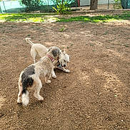 Luna joined the competition — help win amazing prizes! dog, playing, outdoor, yard, fence, grass, dirt, pet, animal, canine, collar, sunlight, nature, two_dogs, summer, ground, tree, daytime, friendship, activity