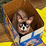 Wintergreen is registered to the contest to win money with this photo: cat, sphynx_cat, hairless_cat, pet, animal, blue_eyes, wide_eyes, portrait, sitting, cardboard_box, cereal_box, indoors, wooden_floor, blanket, yellow_fabric, cozy, funny, alert, front_view, domestic_animal