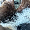 Wintergreen joined the competition — help win amazing prizes! cat, feline, fur, fluffy, whiskers, eye, close_up, portrait, animal, pet, sleepy, blue_tint, texture, soft, long_hair, face, muzzle, indoor, abstract, photography
