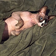 Wintergreen is registered to the contest to win money with this photo: cat, hairless_cat, sphynx_cat, pet, animal, lying_down, belly_up, wide_eyes, pointed_ears, wrinkled_skin, pink_skin, white_markings, blanket, cozy, indoors, portrait, close_up, funny, relaxed, cuddly