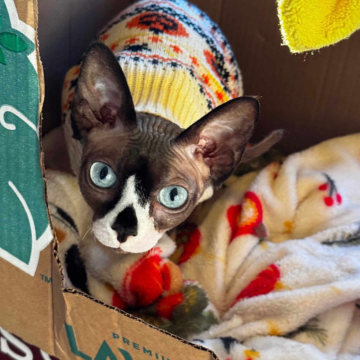 Wintergreen joined the competition — help win amazing prizes! cat, sphynx_cat, hairless_cat, pet, animal, blue_eyes, wide_eyed, wrinkled_skin, knitted_hat, colorful_hat, cardboard_box, blanket, plush_toy, cozy, indoors, portrait, close_up, curious, cute, warm_lighting