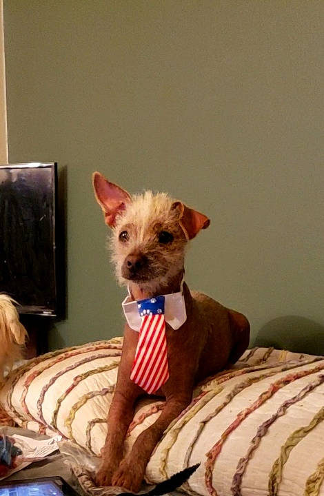 Trump is registered to the contest to win money with this photo: canidae, carnivore, collar, comfort, companion_dog, dog, dog_breed, dog_clothes, dog_supply, fawn, linens, liver, pet_supply, pillow, room, sporting_group, terrestrial_animal, throw_pillow, toy_dog, working_animal