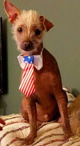 Trump joined the competition — help win amazing prizes! canidae, carnivore, collar, companion_dog, dog, dog_breed, dog_clothes, dog_collar, dog_supply, fawn, fur, liver, pet_supply, small_terrier, snout, sporting_group, terrestrial_animal, toy, toy_dog, working_animal