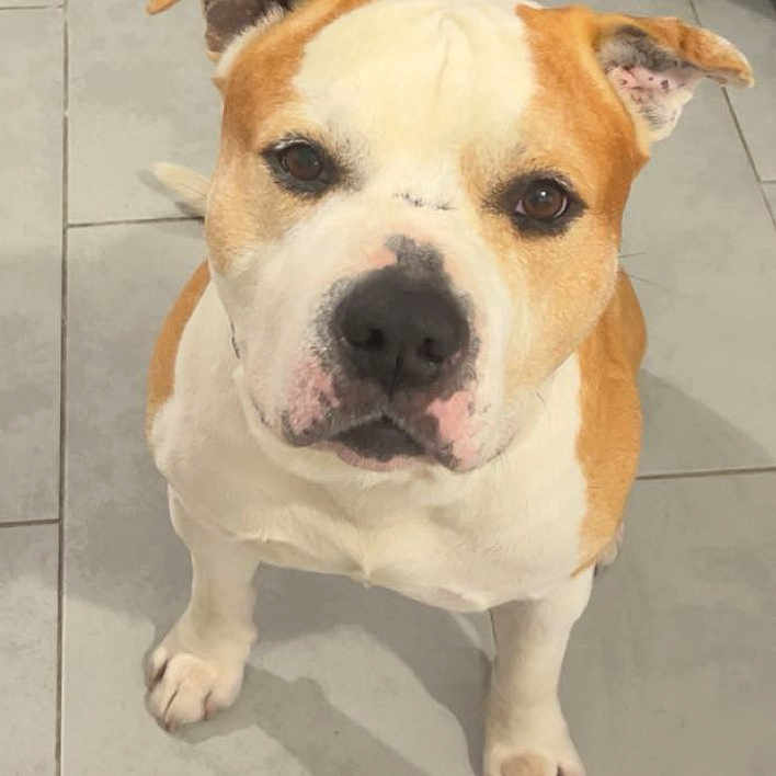 Ozy a rejoint le concours — aidez-le/la à gagner de superbes lots ! animal, brown_and_white, canine, companion, cute, dog, domestic_animal, ears, expression, face, floor, friendly, indoor, looking_up, mammal, paw, pet, portrait, sitting, tile_floor