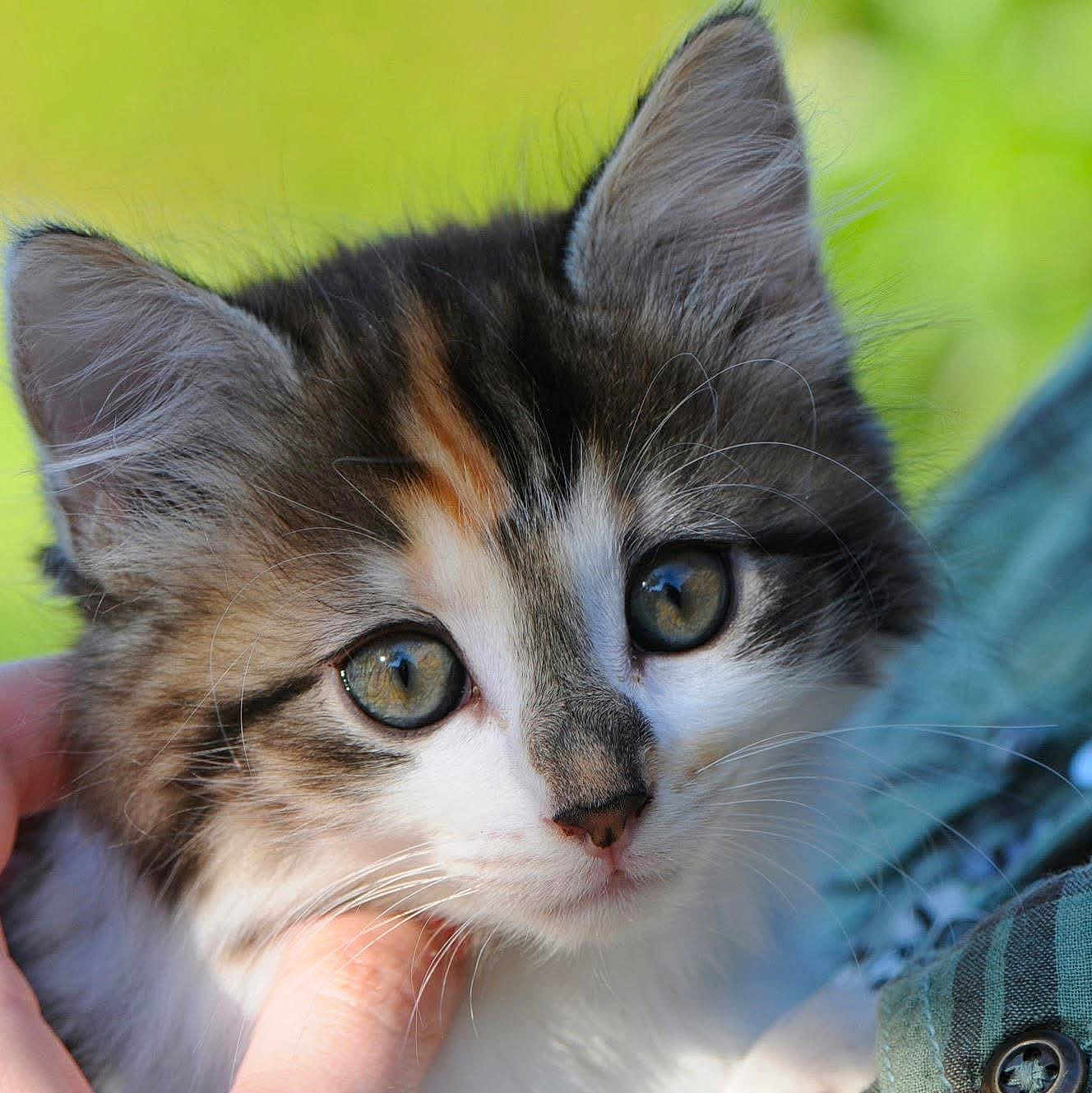 Coton participe au concours pour gagner de l'argent avec cette photo : animal, cat, close_up, cute, domestic_cat, face, feline, fluffy, fur, green_eyes, hand, kitten, mammal, nature, outdoor, pet, portrait, soft, whiskers, young