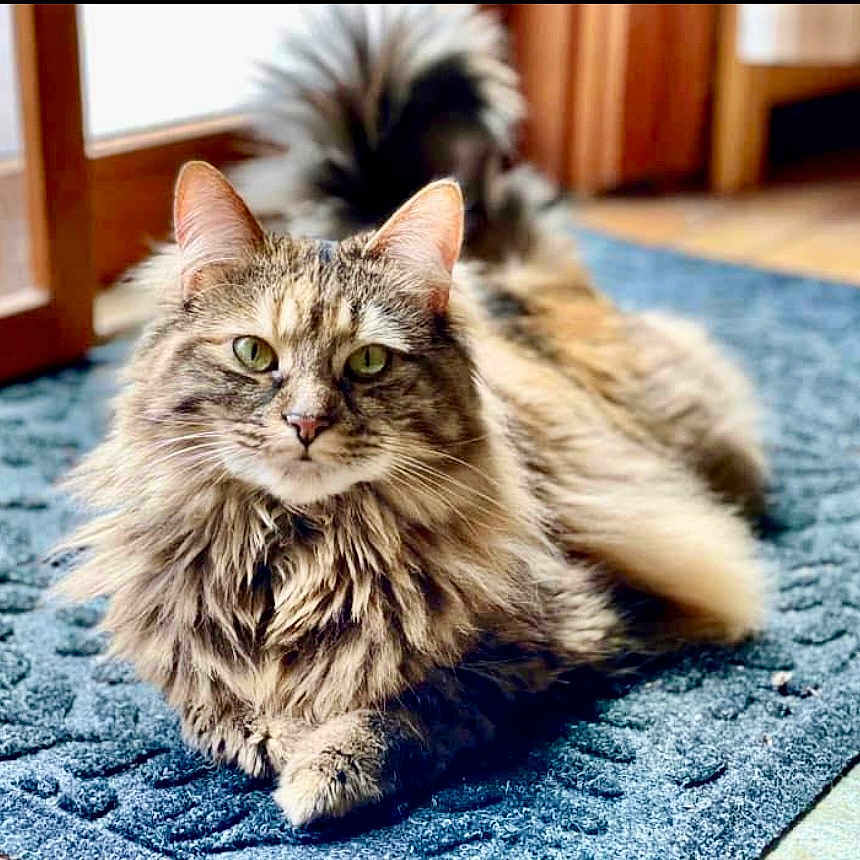 Kit Kat is registered to the contest to win money with this photo: abyssinian, angora, animal, blanket, cat, den, hardwood, homedecor, indoors, interiordesign, kitten, manx, mat, pet, rug, snout, stainedwood, wood