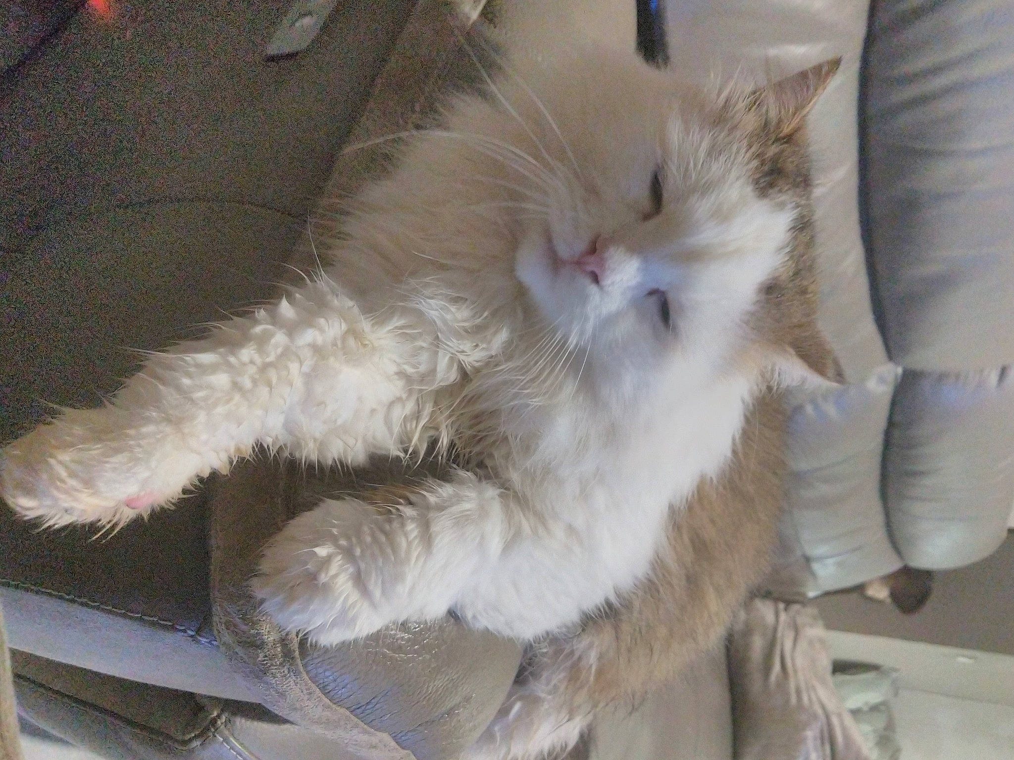 Jedi a rejoint le concours — aidez-le/la à gagner de superbes lots ! carnivore, cat, claw, comfort, fawn, felidae, fur, paw, small_to_medium_sized_cats, snout, tail, whiskers