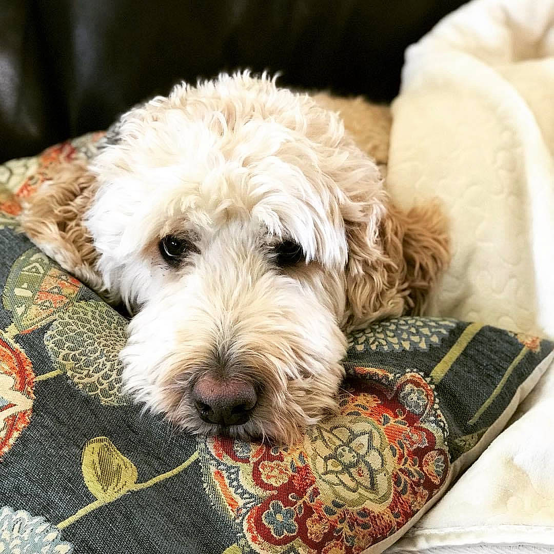 Sully joined the competition — help win amazing prizes! briquet_griffon_vendeen, canidae, carnivore, companion_dog, dog, dog_breed, dog_supply, fur, goldendoodle, home_accessories, irish_soft_coated_wheaten_terrier, linens, mammal, poodle_crossbreed, snout, sporting_group, terrier, toy_dog, vertebrate, working_animal