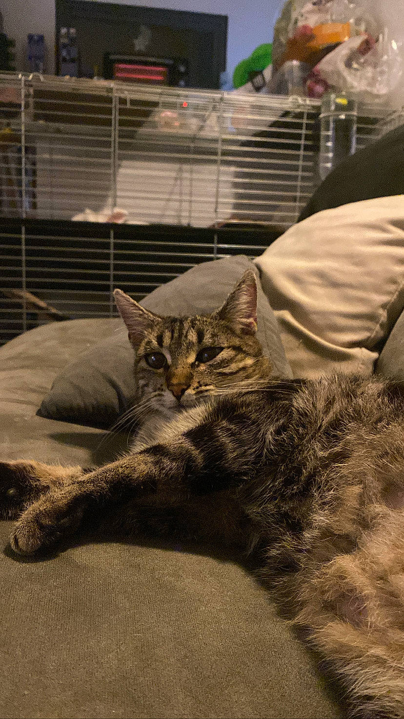 Oana a rejoint le concours — aidez-le/la à gagner de superbes lots ! bed, bed_sheet, bedding, carnivore, cat, claw, comfort, domestic_short_haired_cat, felidae, fur, grey, linens, nap, room, sand, small_to_medium_sized_cats, tail, terrestrial_animal, whiskers