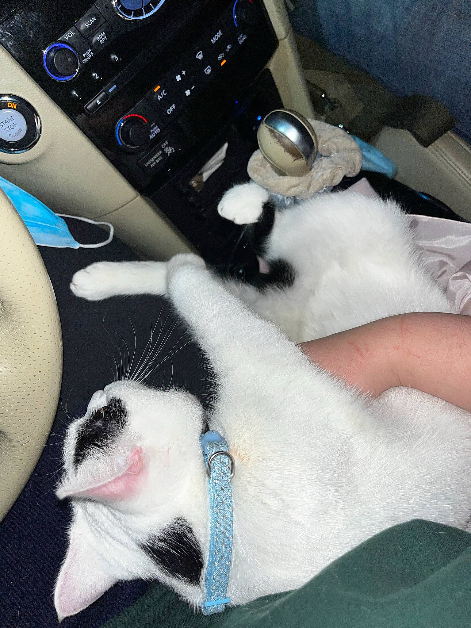 Poki joined the competition — help win amazing prizes! auto_part, automotive_design, car, carnivore, cat, center_console, comfort, felidae, finger, gear_shift, human_leg, mammal, nail, personal_luxury_car, small_to_medium_sized_cats, steering_wheel, vehicle, vehicle_door, whiskers, white