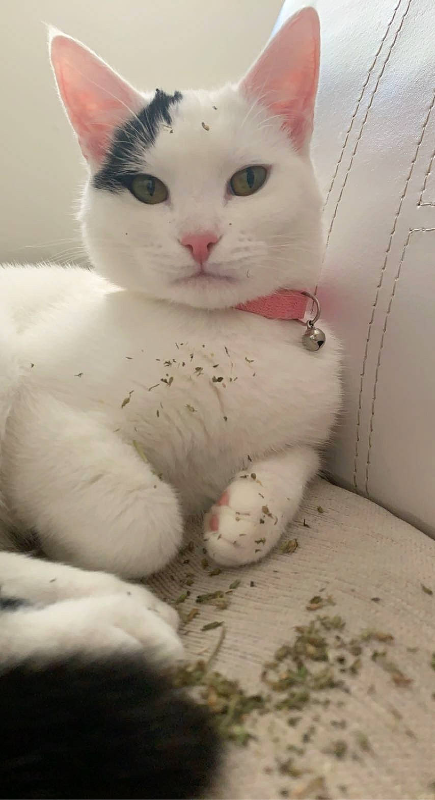 Poki is registered to the contest to win money with this photo: carnivore, cat, domestic_short_haired_cat, felidae, fur, paw, pet_supply, small_to_medium_sized_cats, snout, tail, whiskers, window