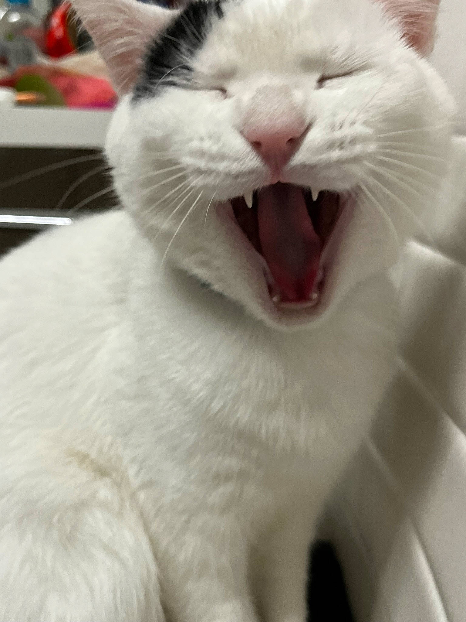 Poki is registered to the contest to win money with this photo: carnivore, cat, domestic_short_haired_cat, fang, felidae, fur, paw, roar, small_to_medium_sized_cats, snout, terrestrial_animal, whiskers, yawn