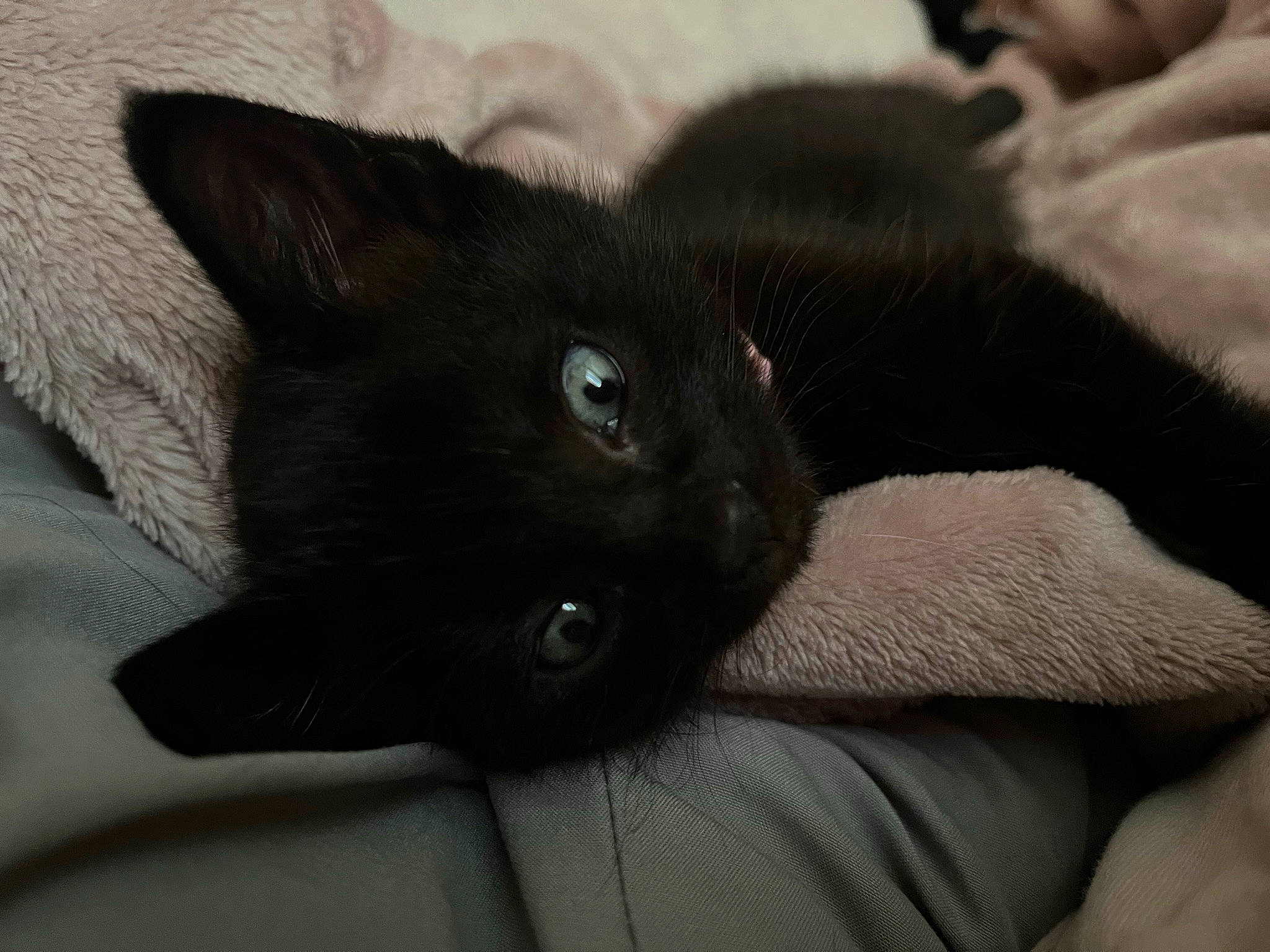 Friday joined the competition — help win amazing prizes! black_cat, carnivore, cat, comfort, domestic_short_haired_cat, felidae, fur, grey, small_to_medium_sized_cats, snout, terrestrial_animal, whiskers