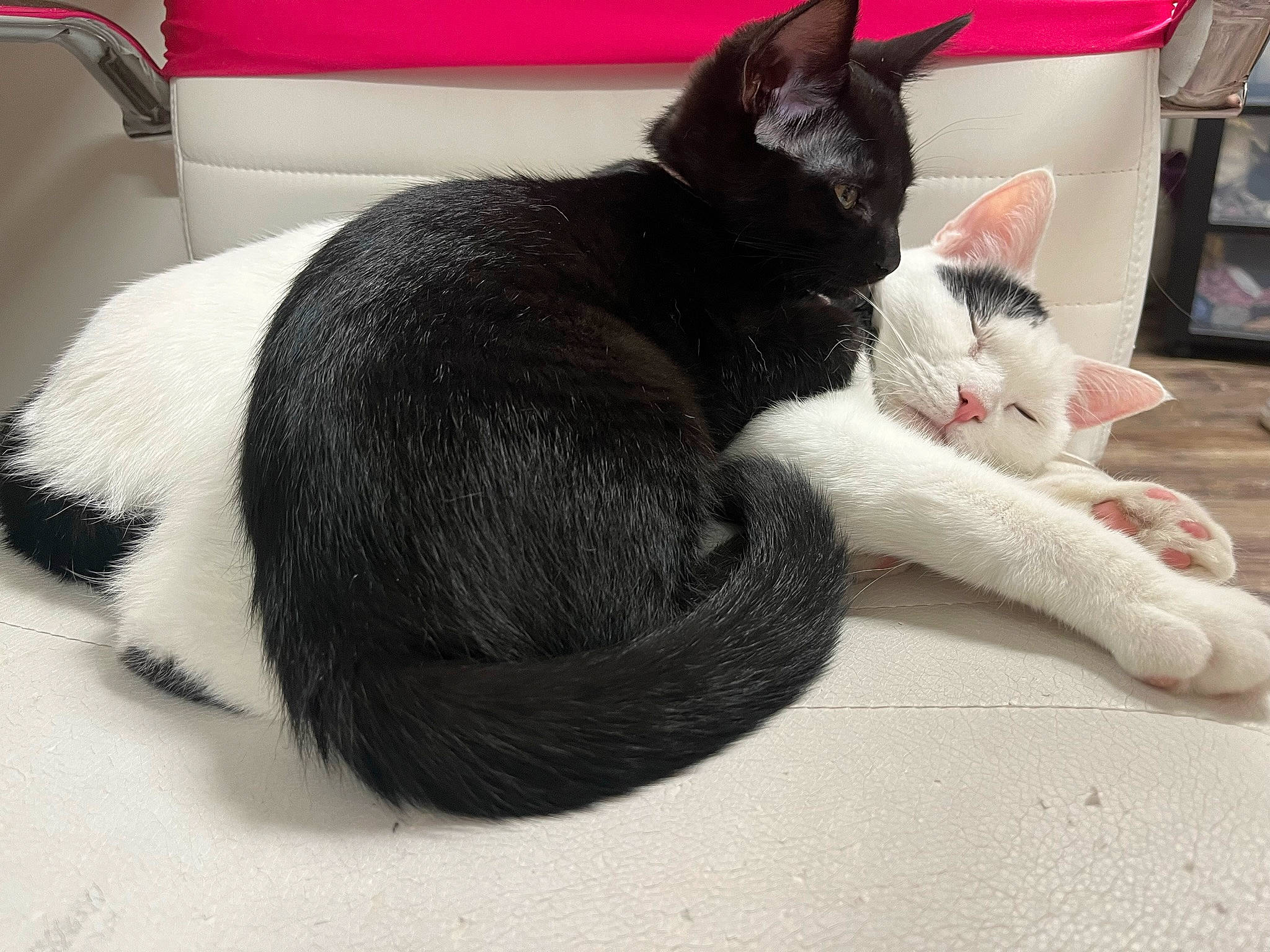 Friday joined the competition — help win amazing prizes! black_cat, carmine, carnivore, cat, cat_supply, claw, comfort, domestic_short_haired_cat, felidae, foot, fur, grey, nap, paw, sitting, sleep, small_to_medium_sized_cats, snout, tail, whiskers