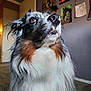 dog, australian_shepherd, indoor, portrait, fluffy, tricolor, fur, pet, animal, looking_up, brown_eyes, whiskers, snout, ears, floor, posters, wall, door, home, cozy