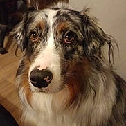 Tina participe au concours pour gagner de l'argent avec cette photo : dog, australian_shepherd, pet, indoor, close_up, brown_eyes, fluffy_fur, white_fur, black_fur, tan_fur, nose, ears, portrait, animal, canine, looking, calm, domestic, floor, background