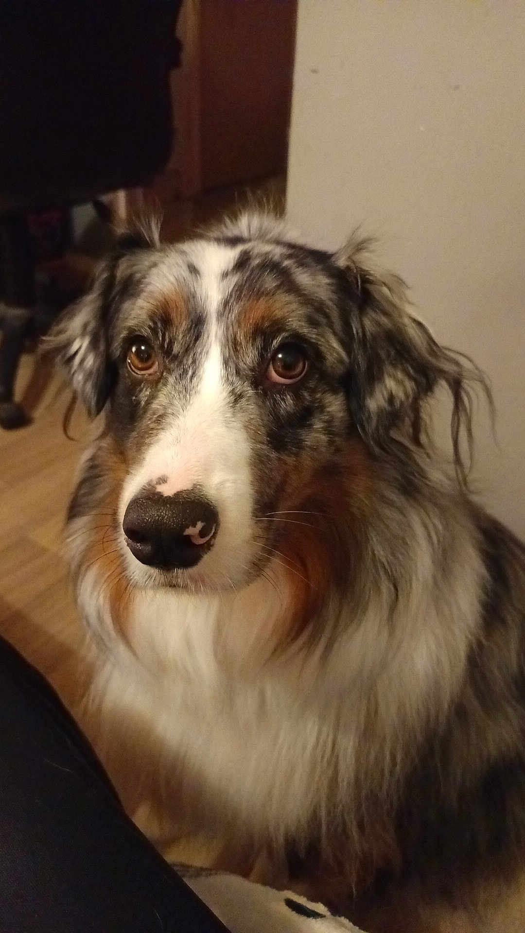 Tina participe au concours pour gagner de l'argent avec cette photo : dog, australian_shepherd, pet, indoor, close_up, brown_eyes, fluffy_fur, white_fur, black_fur, tan_fur, nose, ears, portrait, animal, canine, looking, calm, domestic, floor, background