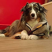 Tina a rejoint le concours — aidez-le/la à gagner de superbes lots ! dog, australian_shepherd, toy, stuffed_animal, floor, wooden_floor, red_wall, indoor, pet, animal, fur, paws, lying_down, calm, attentive, household, domestic, companion, cute, mammal