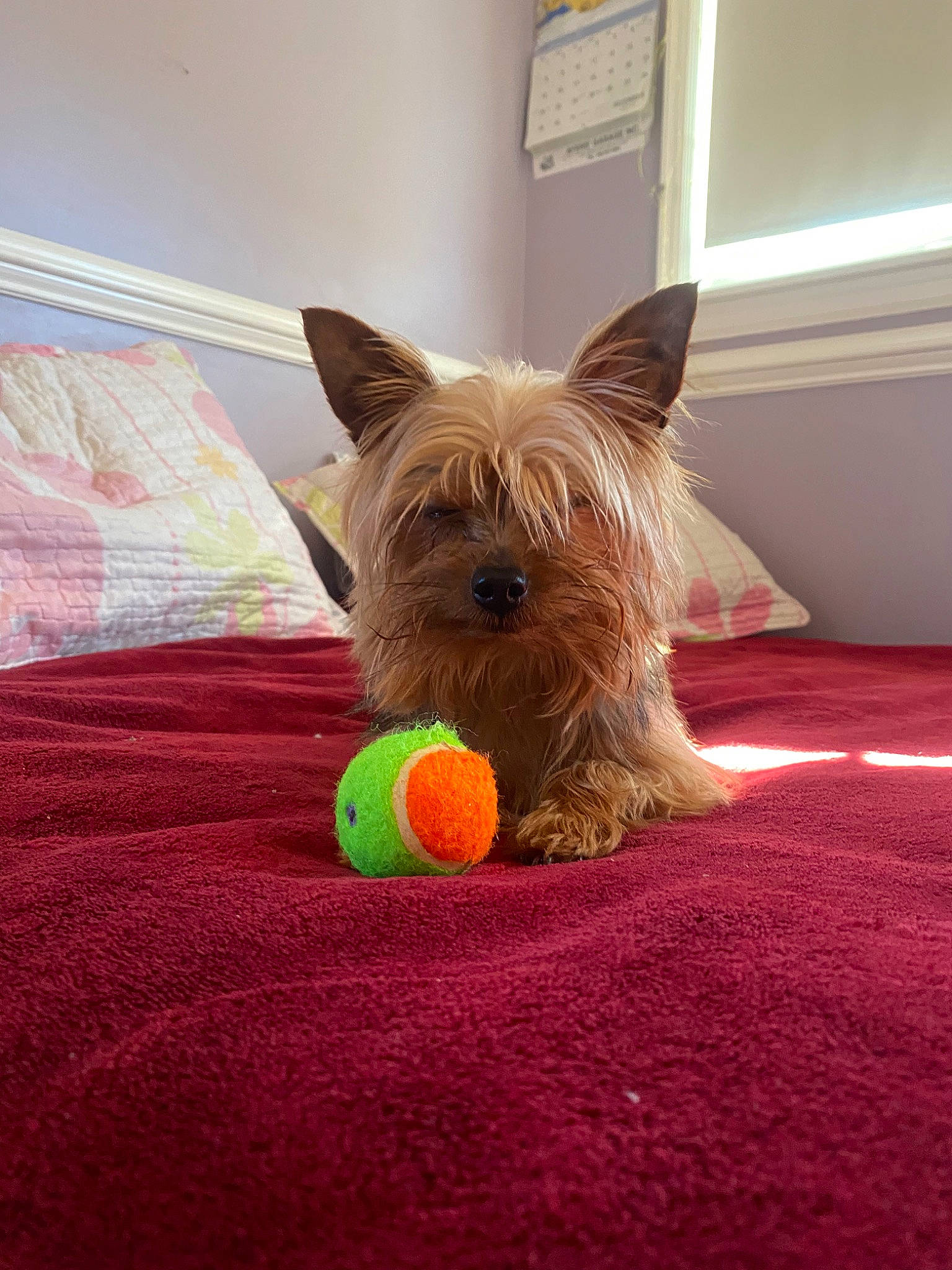 Biscuit joined the competition — help win amazing prizes! australian_silky_terrier, australian_terrier, ball, cairn_terrier, canidae, carnivore, dog, dog_breed, dog_toy, mammal, norwich_terrier, rare_breed_dog, small_terrier, terrier, toy_dog, vertebrate, yorkshire_terrier