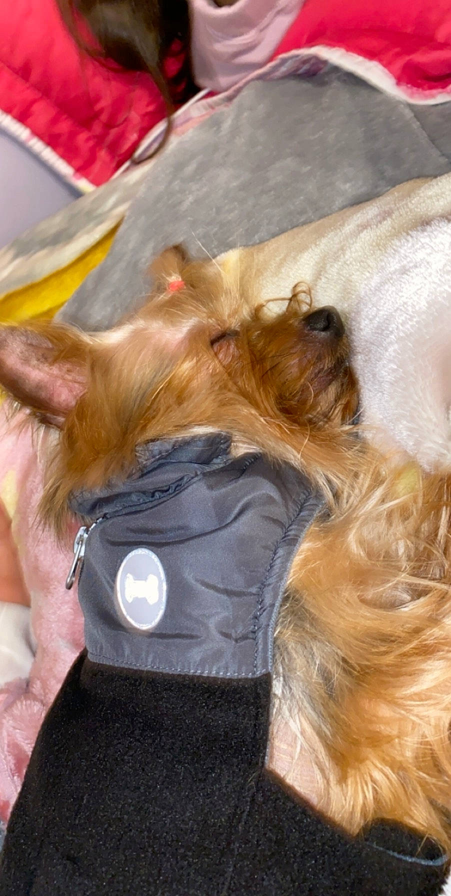 Biscuit joined the competition — help win amazing prizes! australian_silky_terrier, canidae, carnivore, companion_dog, dog, dog_breed, ear, fawn, liver, rare_breed_dog, snout, terrier, yorkshire_terrier