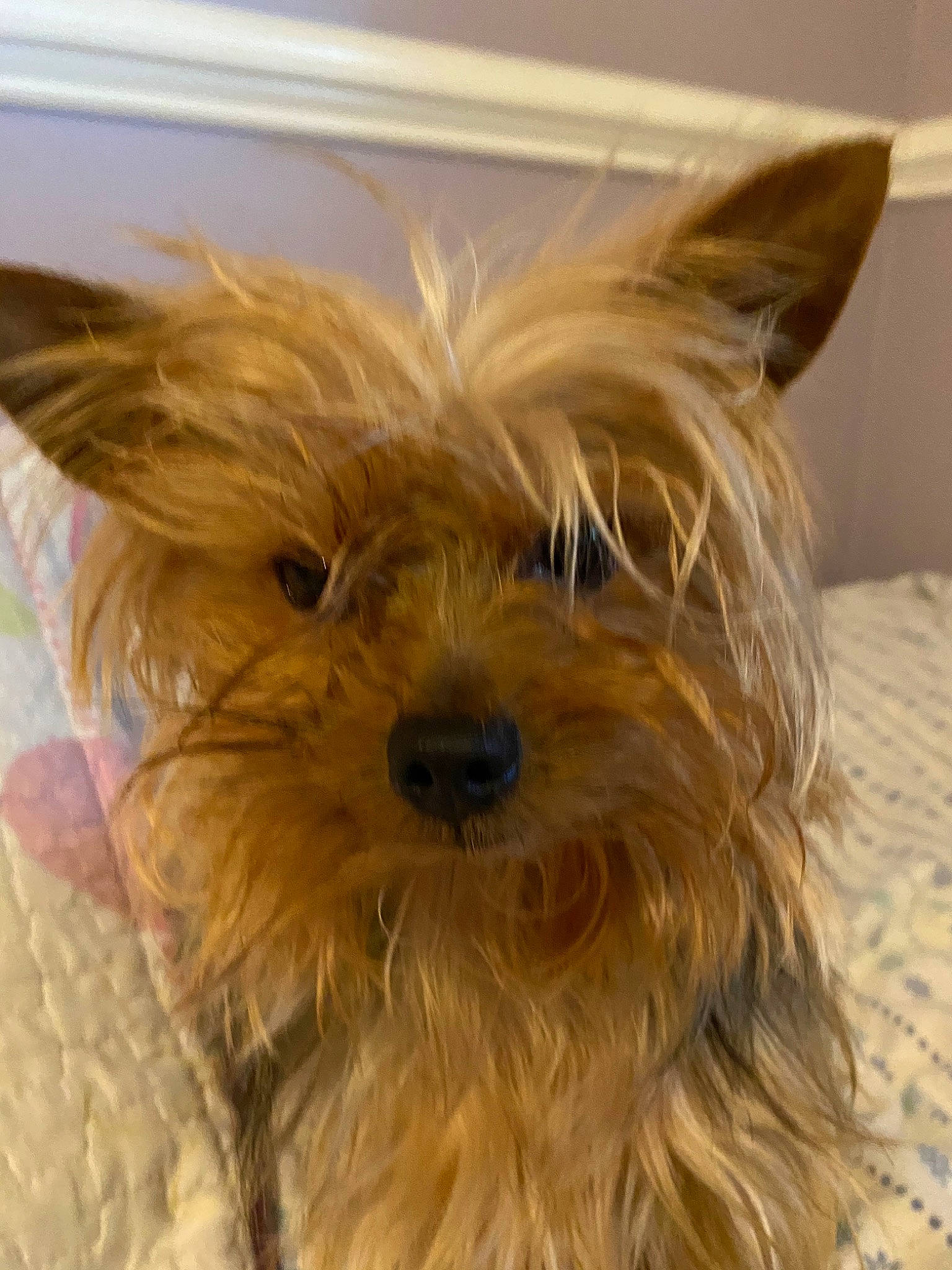 Biscuit joined the competition — help win amazing prizes! australian_silky_terrier, australian_terrier, biewer_terrier, cairn_terrier, canidae, carnivore, companion_dog, dog, dog_breed, glen_of_imaal_terrier, mammal, morkie, puppy, rare_breed_dog, small_terrier, snout, terrier, toy_dog, vertebrate, yorkshire_terrier