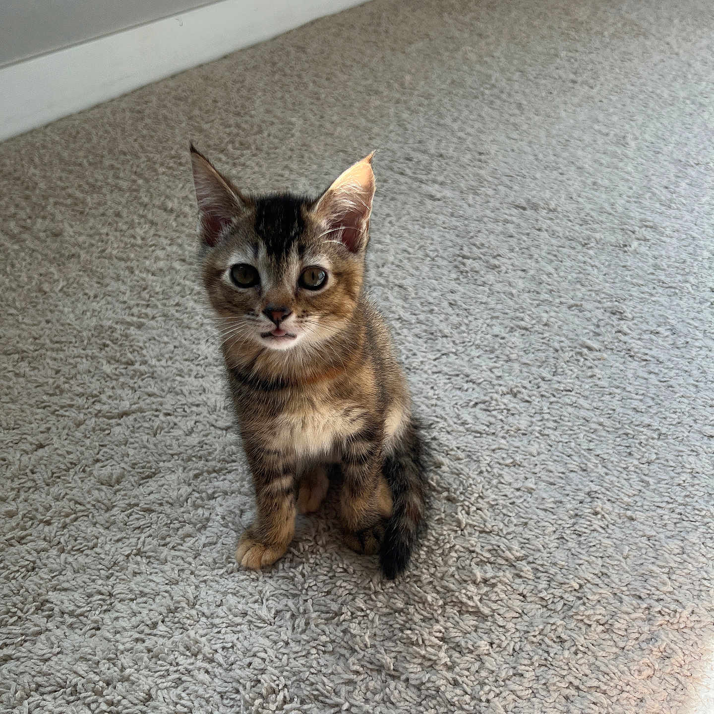 Indica is registered to the contest to win money with this photo: kitten, cat, tabby, carpet, indoor, pet, animal, young, fur, cute, whiskers, ears, sitting, looking_up, curious, small, domestic_cat, feline, floor, light
