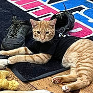 Theo is registered to the contest to win money with this photo: cat, orange_tabby, black_shirt, wooden_floor, rug, shoes, dog_paw, pet, indoor, relaxed, curious, floor, animal, domestic, feline, clothing, black, orange, paw, lying_down