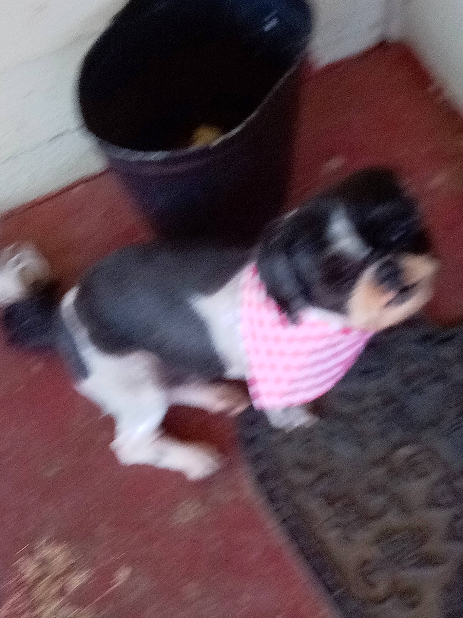 Ben is registered to the contest to win money with this photo: canidae, carnivore, companion_dog, dog, dog_breed, dog_clothes, dog_supply, fawn, felidae, floor, flooring, fur, pet_supply, snout, sporting_group, tail, toy_dog, vertebrate, wood, working_animal