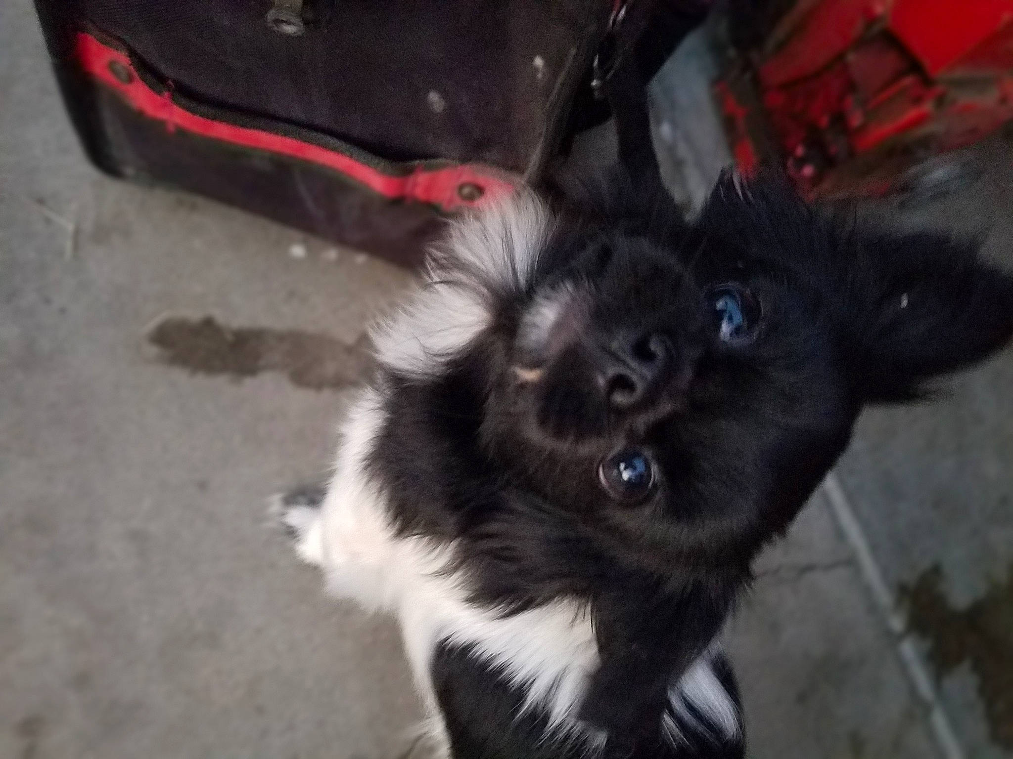 Kobe joined the competition — help win amazing prizes! carnivore, claw, companion_dog, dog_breed, felidae, flooring, fur, paw, small_to_medium_sized_cats, snout, sporting_group, tail, terrestrial_animal, toy_dog, whiskers