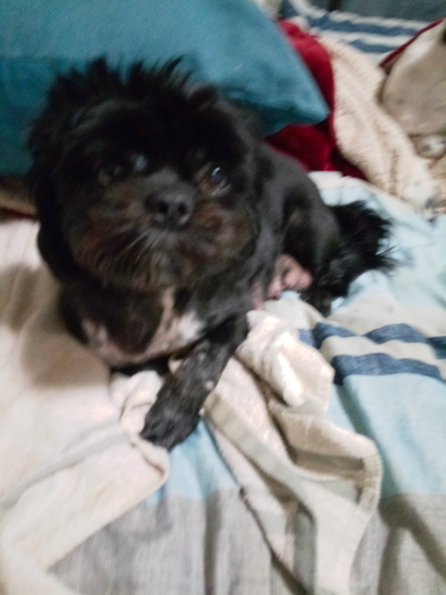 Layla joined the competition — help win amazing prizes! canidae, carnivore, comfort, companion_dog, dog, dog_breed, dog_supply, duvet, felidae, fur, linens, liver, poodle_crossbreed, puppy_love, small_terrier, snout, sporting_group, terrier, toy_dog, working_animal