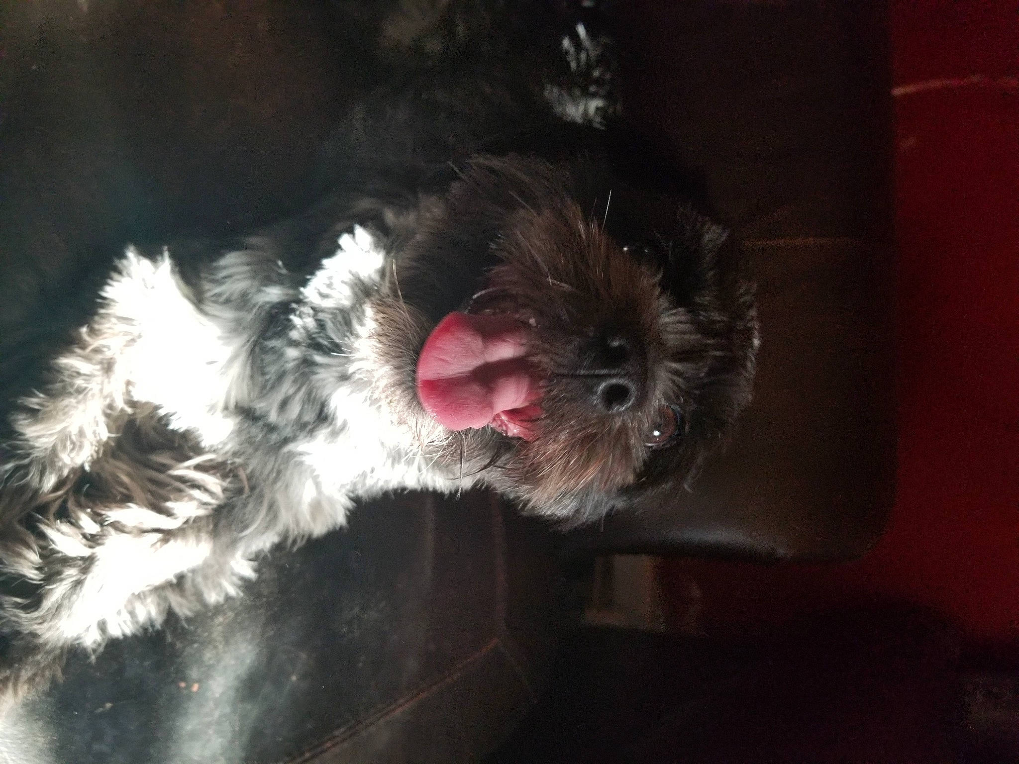 Mary is registered to the contest to win money with this photo: canidae, carnivore, companion_dog, darkness, dog, dog_breed, fang, felidae, fur, liver, nap, paw, small_terrier, small_to_medium_sized_cats, snout, sporting_group, tail, terrier, toy_dog, whiskers