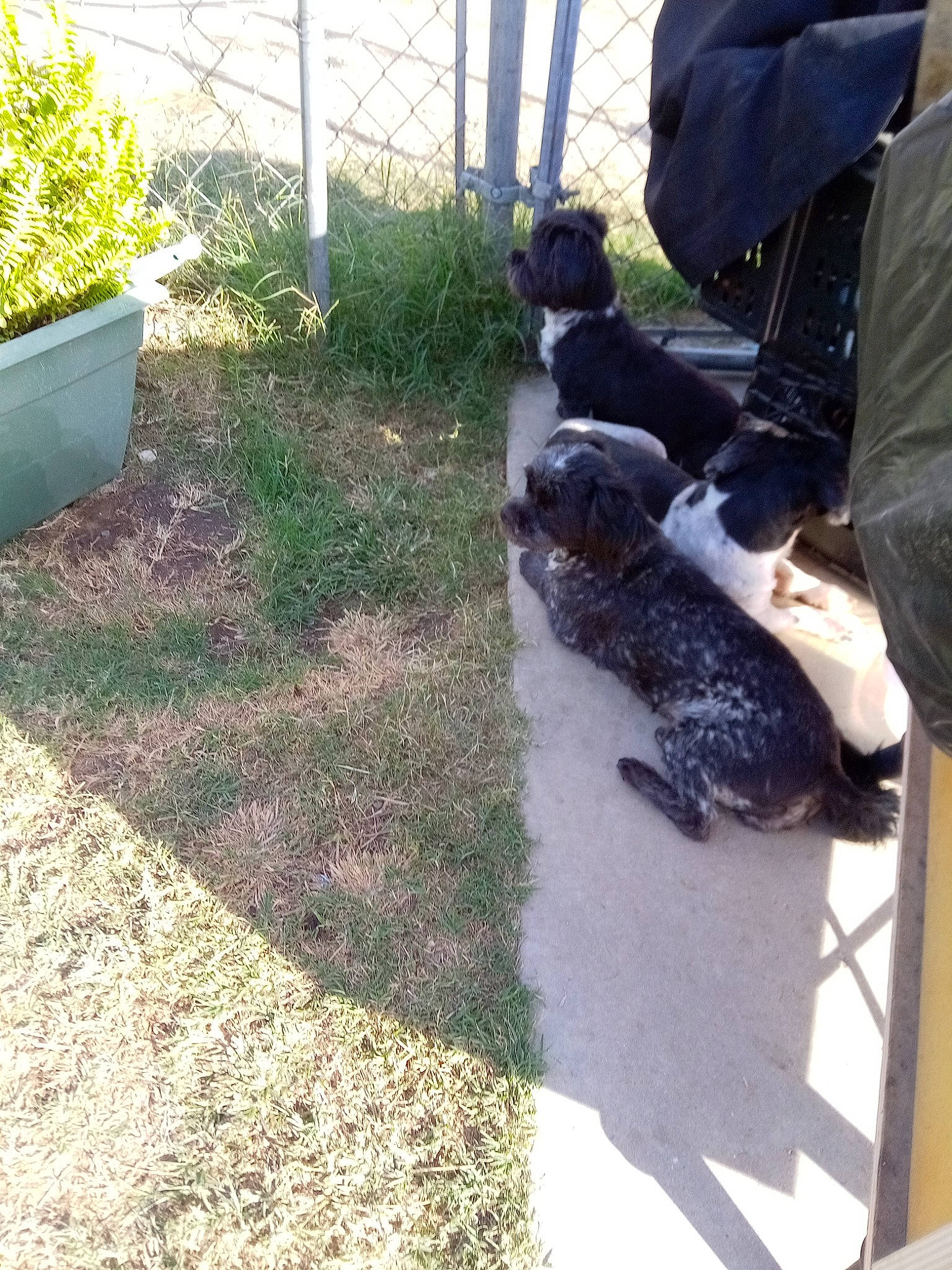 Mary is registered to the contest to win money with this photo: asphalt, dog_breed, fence, fur, garden, glove, grass, herb, landscape, landscaping, lawn, plant, recreation, reptile, shrub, soil, sporting_group, tail, wildlife, wildlife_biologist