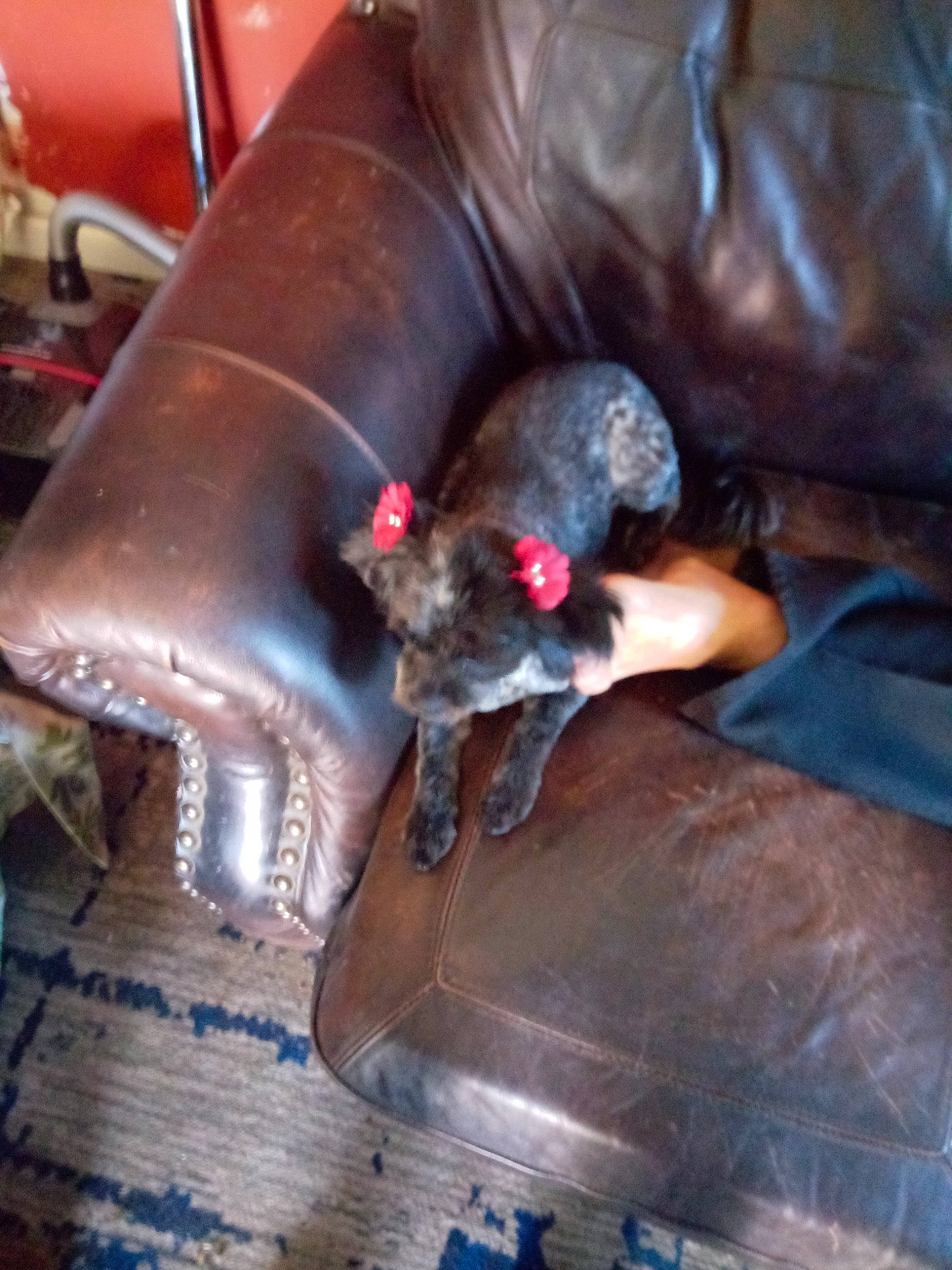 Mary joined the competition — help win amazing prizes! auto_part, carnivore, cat, comfort, companion_dog, couch, dog_breed, felidae, flooring, fur, hardwood, liver, small_to_medium_sized_cats, sporting_group, tail, whiskers, wood