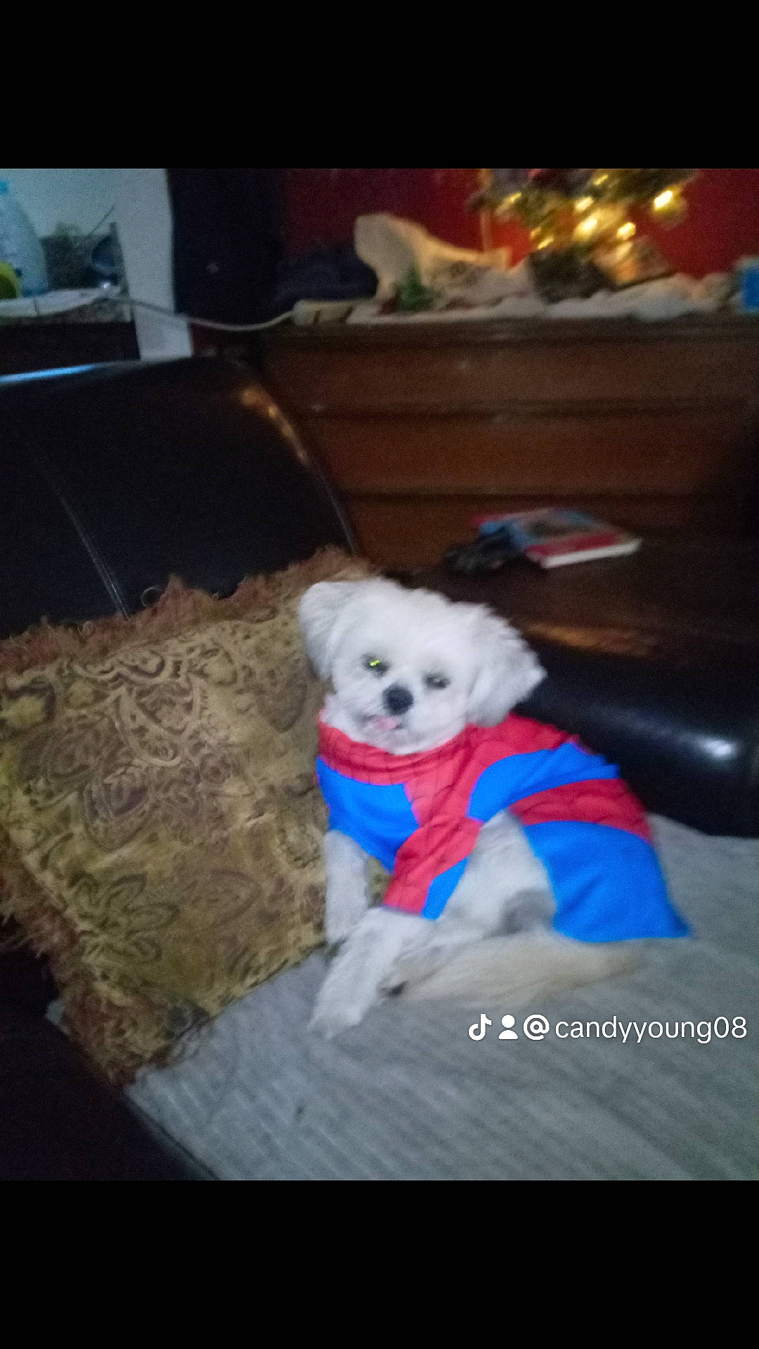 Kobe joined the competition — help win amazing prizes! canidae, carnivore, comfort, companion_dog, dog, dog_breed, dog_clothes, dog_supply, electric_blue, fur, maltepoo, non_sporting_group, pet_supply, small_terrier, sporting_group, toy_dog, working_animal