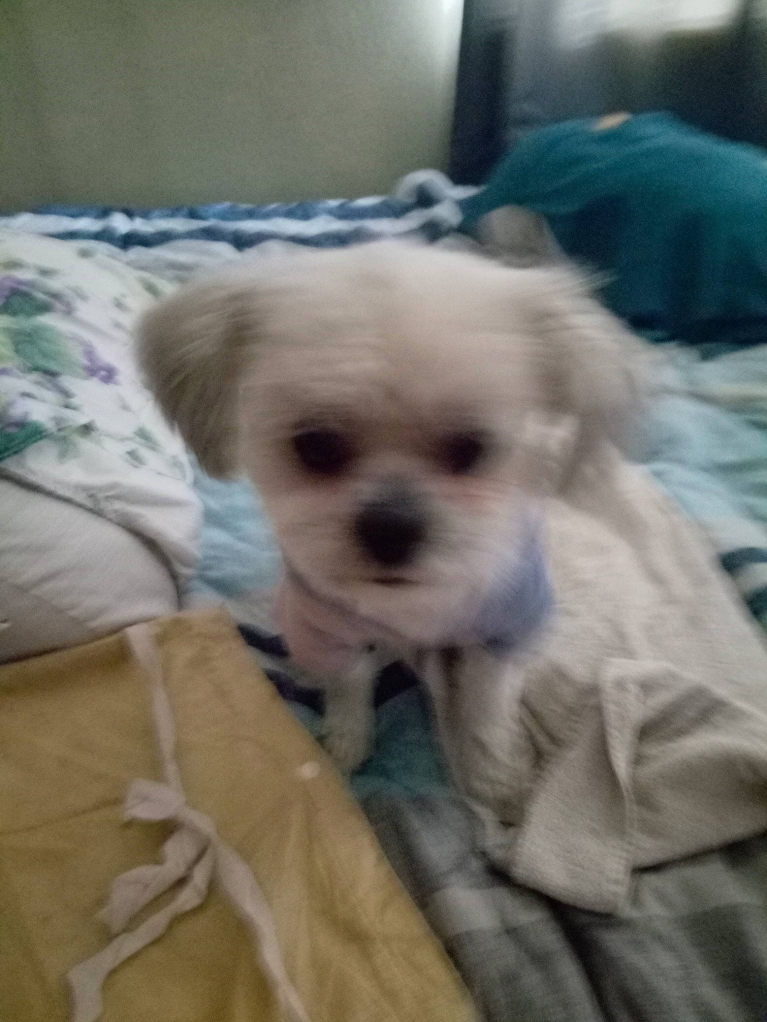 Kobe is registered to the contest to win money with this photo: bed, canidae, carnivore, comfort, companion_dog, dog, dog_breed, dog_supply, duvet, fawn, fur, linens, liver, maltepoo, small_terrier, snout, sporting_group, toy_dog, whiskers, working_animal