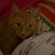 Butters is registered to the contest to win money with this photo: animal, bed, blanket, cat, closeup, comfort, cozy, curious, cute, feline, fur, ginger_cat, indoor, pajamas, pet, relaxed, resting, sleepwear, soft_lighting, warm