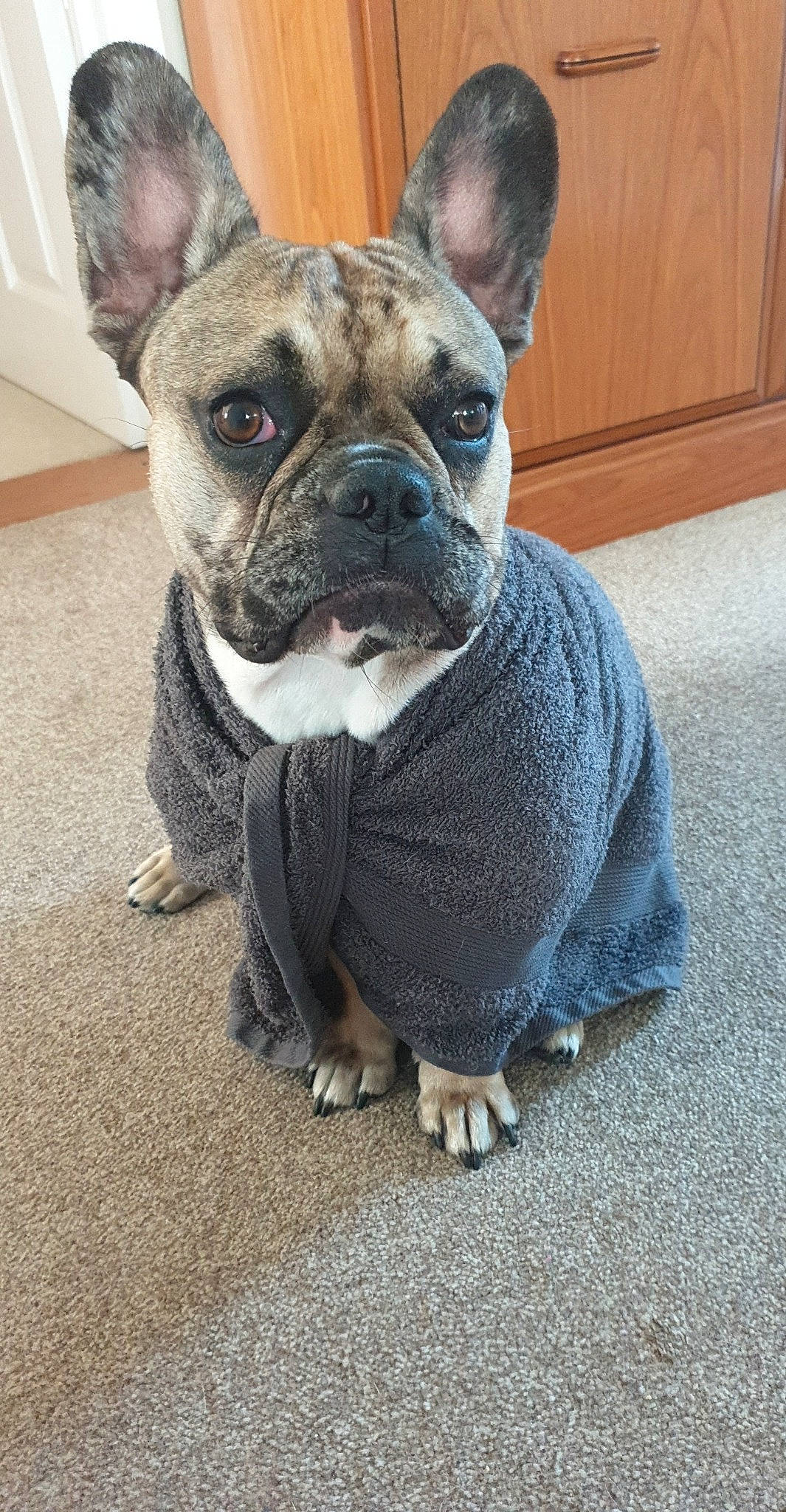 Bailey is registered to the contest to win money with this photo: australian_bulldog, bulldog, canidae, carnivore, companion_dog, dog, dog_breed, dog_clothes, fawn, french_bulldog, mammal, molosser, non_sporting_group, old_english_bulldog, olde_english_bulldogge, puppy, rare_breed_dog, snout, toy_bulldog, vertebrate