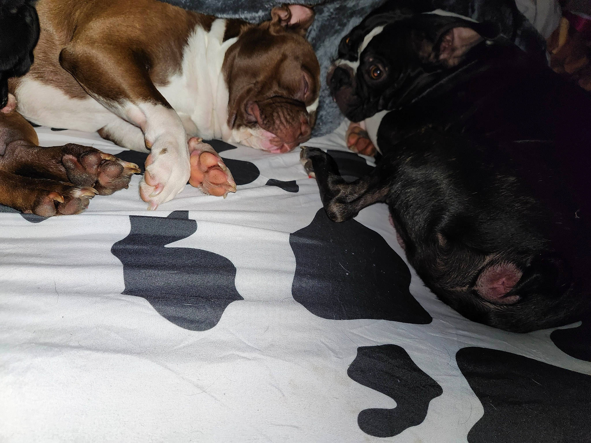 Duke joined the competition — help win amazing prizes! bulldog, carnivore, comfort, companion_dog, dog, dog_breed, fawn, felidae, fur, grey, linens, liver, mammal, small_to_medium_sized_cats, snout, sporting_group, tail, toy_dog, whiskers, working_animal